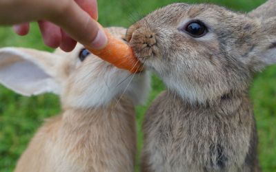 Zwei Kaninchen knabbern an einer Karotte