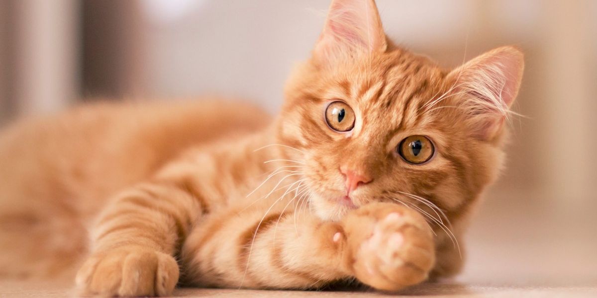 Kleines Kätzchen räkelt sich auf dem Fussboden des Wohnzimmers