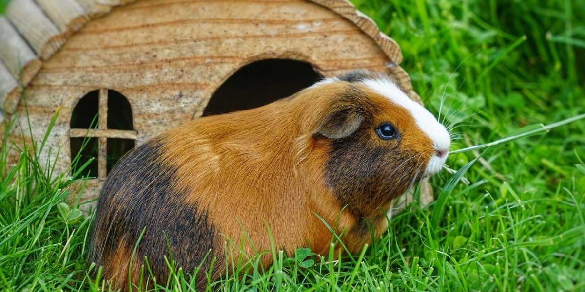 Niedliches Meerschweinchen sitzt vor seinem Häuschen, im frischen Gras eines Aussengeheges.