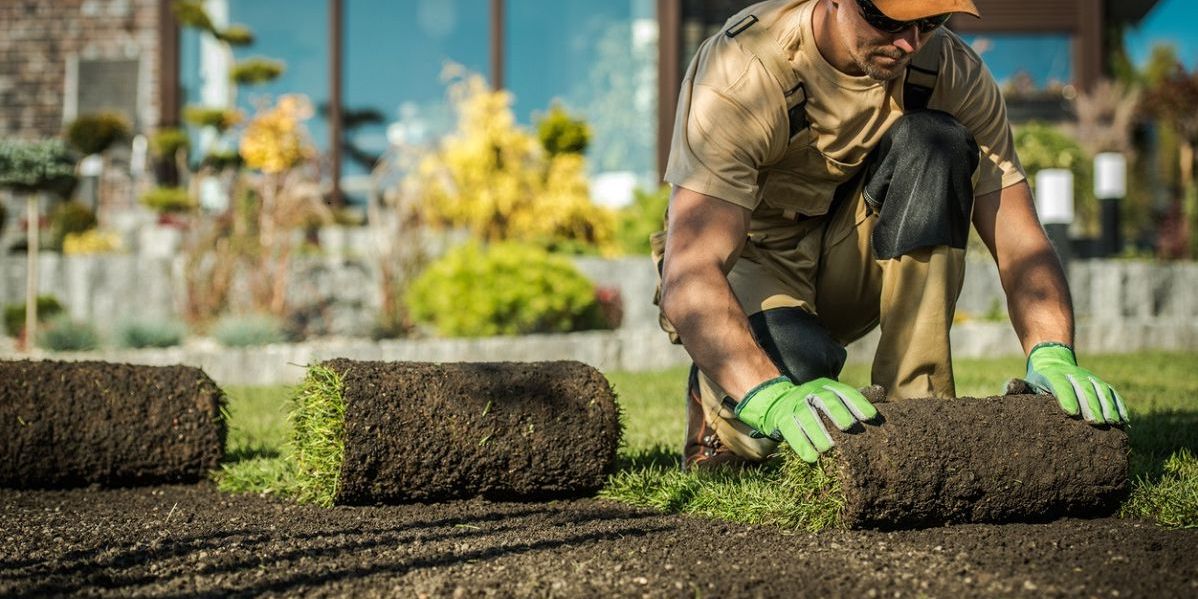 Gärtner verlegt frisch geschälten, saftig grünen Rollrasen auf einem vorbereiteten Untergrund