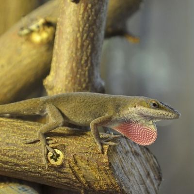 Ein Rotkehlanolis lauert auf einem Ast stehend, auf Insekten.
