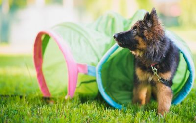 Welpe beim Training in der Welpenschule