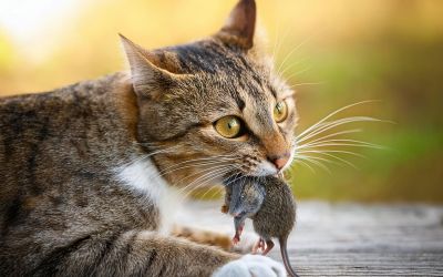 Junge Katze zeigt stolz ihre Beute