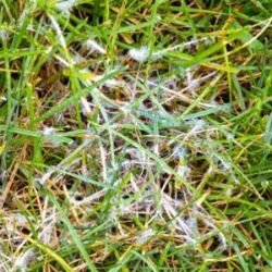 Rasen mit "Schneeschimmel"