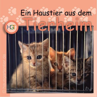 Drei süsse Kätzchen im Auslauf eines Tierheims