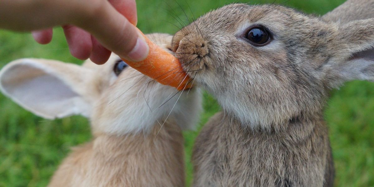 Zwei Kaninchen sitzen auf einer Wiese und knabbern an einer Karotte