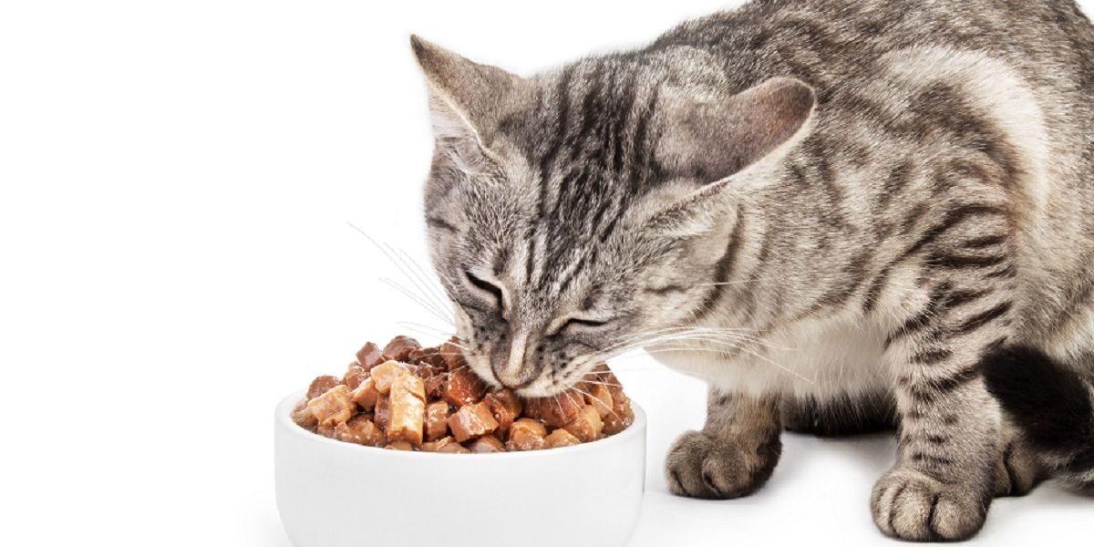 Niedliches Kätzchen sitz vor seinem weissen Futternapf und frisst etwas Nassfutter