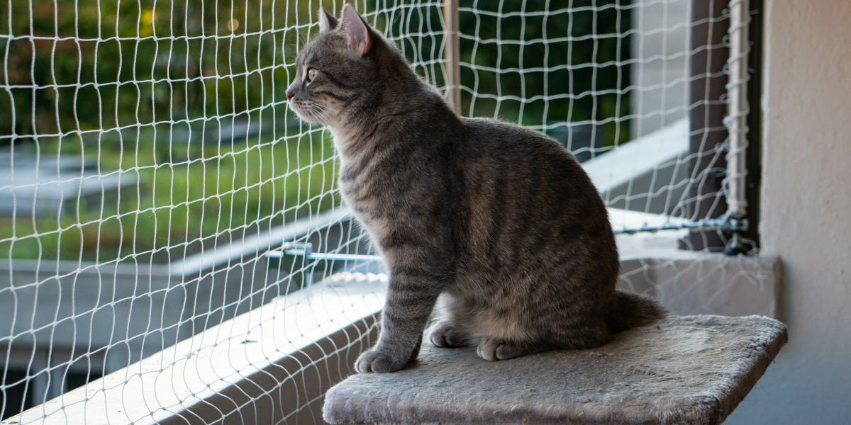 Eine Katze sitzt auf Ihrem Kratzbaum, welcher auf einem durch ein Netz gesicherten Balkon steht.