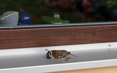 Ein verunglückter Vogel liegt regungslos auf der Fensterbank