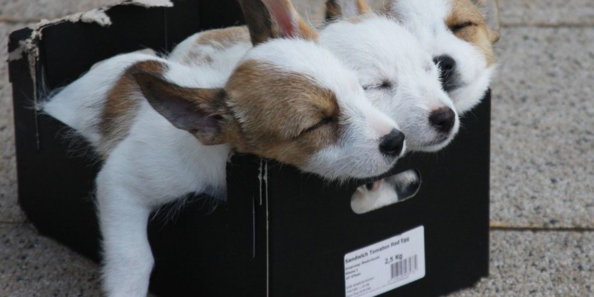 Drei niedliche Welpen schlafend in einem Pappkarton