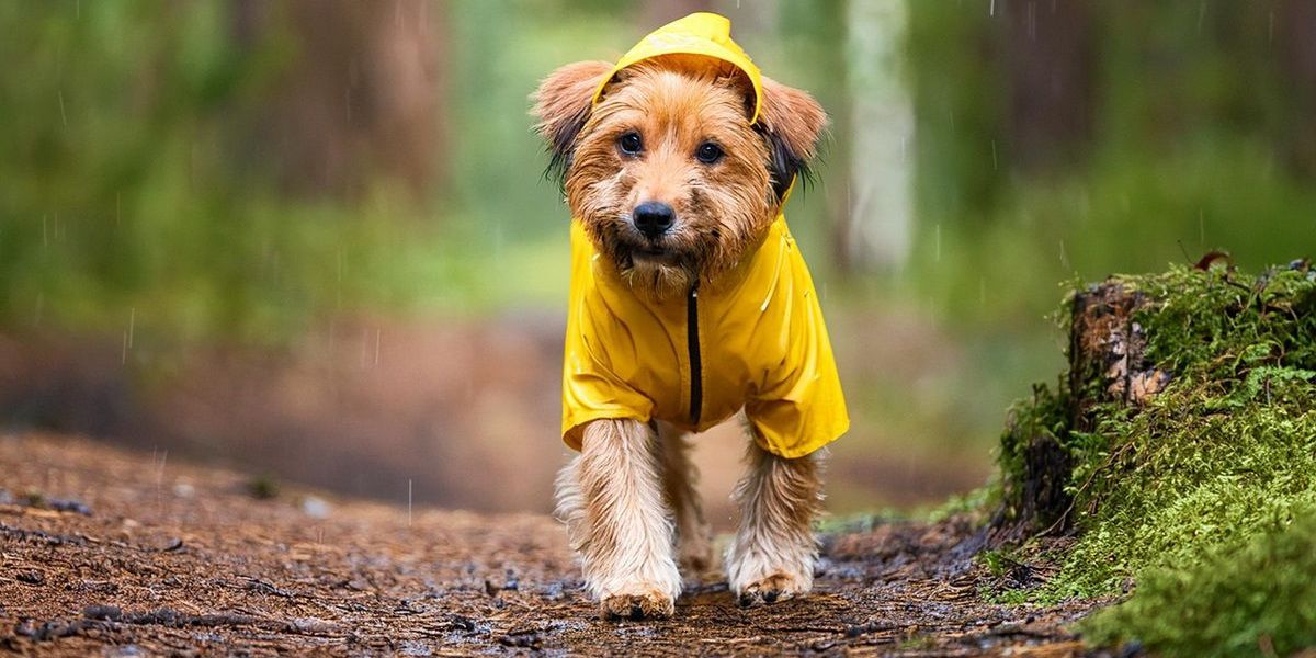 Kleiner Hund im leuchten gelben Regelmantel beim Spaziergang auf einem Vom Regen durchgeweichten Waldweg