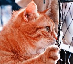 Süsses, rotes Kätzchen zieht mit ihrer Pfote am Katzennetz des Balkons.
