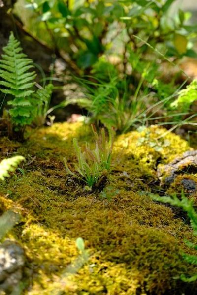 Verschiedene Pflanzen für dein Terrarium