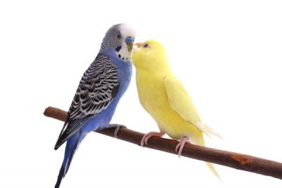 Zwei Wellensittich liebkosen sich auf einem Ast sitzend