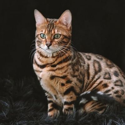 Bengalkatze