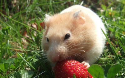 Niedlicher Hamster knabbert an einer Erdbeere