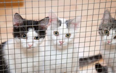 Drei kleine Katzen im Käfig warten auf ein fürsorglichen Menschen