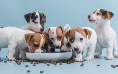Fünf Jack Russel Welpen bei der Fütterung