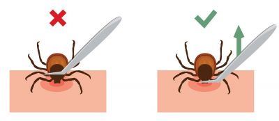 Zeckenbefall bei der Katze, so entfernst du die Zecke richtig!