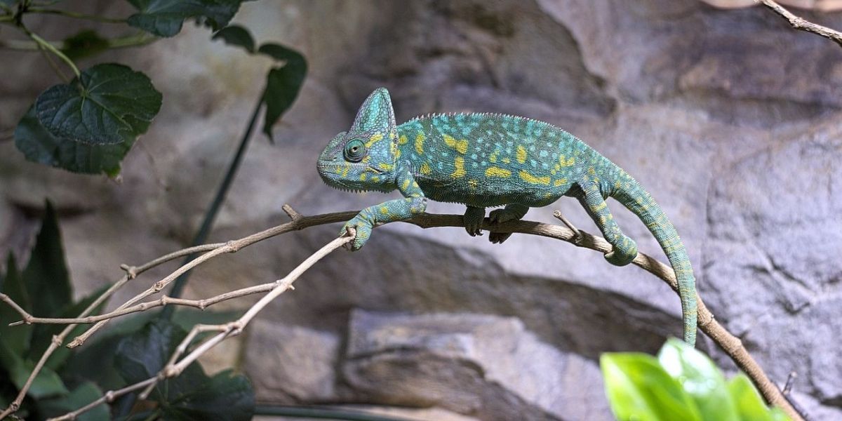 Chamelon auf einem Ast sitzend.