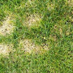 Ein mit sogenanten "Dollarflecken" befallener Rasen