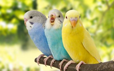 Drei Wellensittiche sitzen vergnügt, nebeneinander auf einem Ast