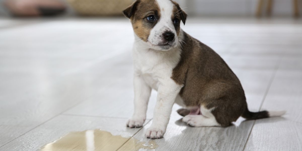 Kleiner Welpe hat sich auf dem Wohnzimmerboden erleichtert